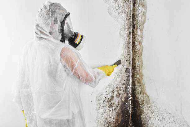 Trusted Blacksburg, SC Mold Remediation Experts