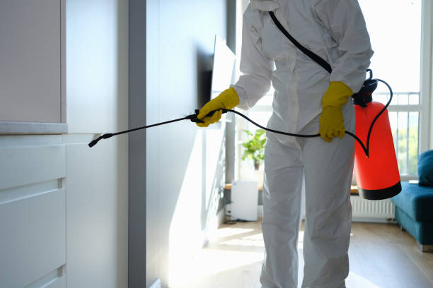 Best White Mold Remediation in Blacksburg, SC