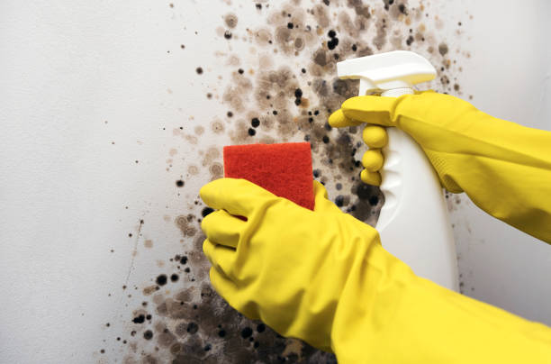 Best Crawl Space Mold Remediation in Blacksburg, SC